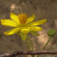 Ochna obtusata DC.